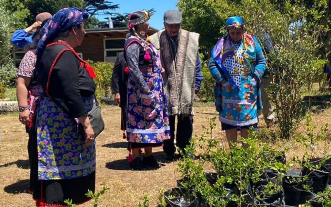 «Comunidades Mapuche se reúnen en Trawün para Evaluar Iniciativas de Salud y Planificación Anual».